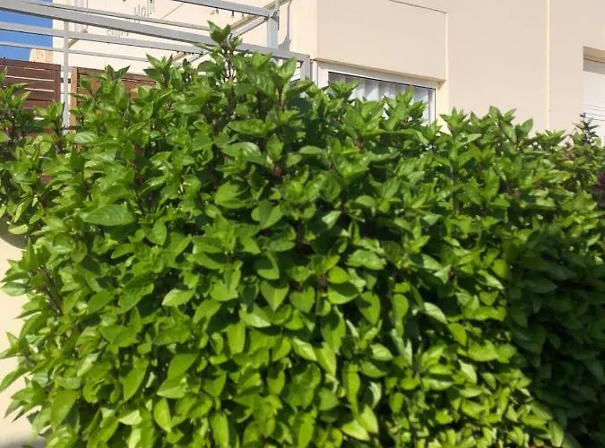 Sunny By Konnos דירה